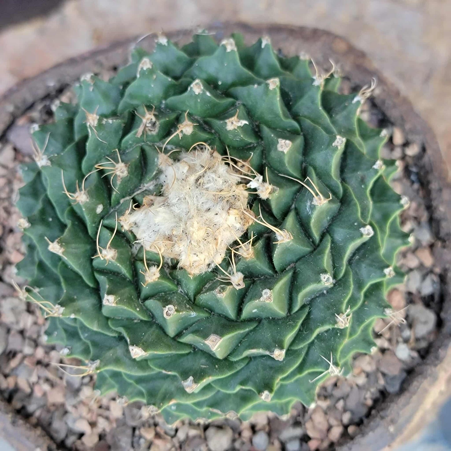 Obregonia denegrii – Artichoke Cactus
