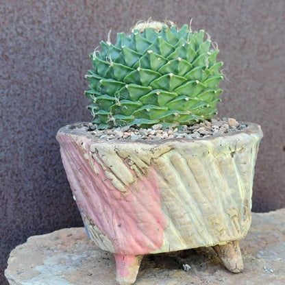 Obregonia denegrii – Artichoke Cactus