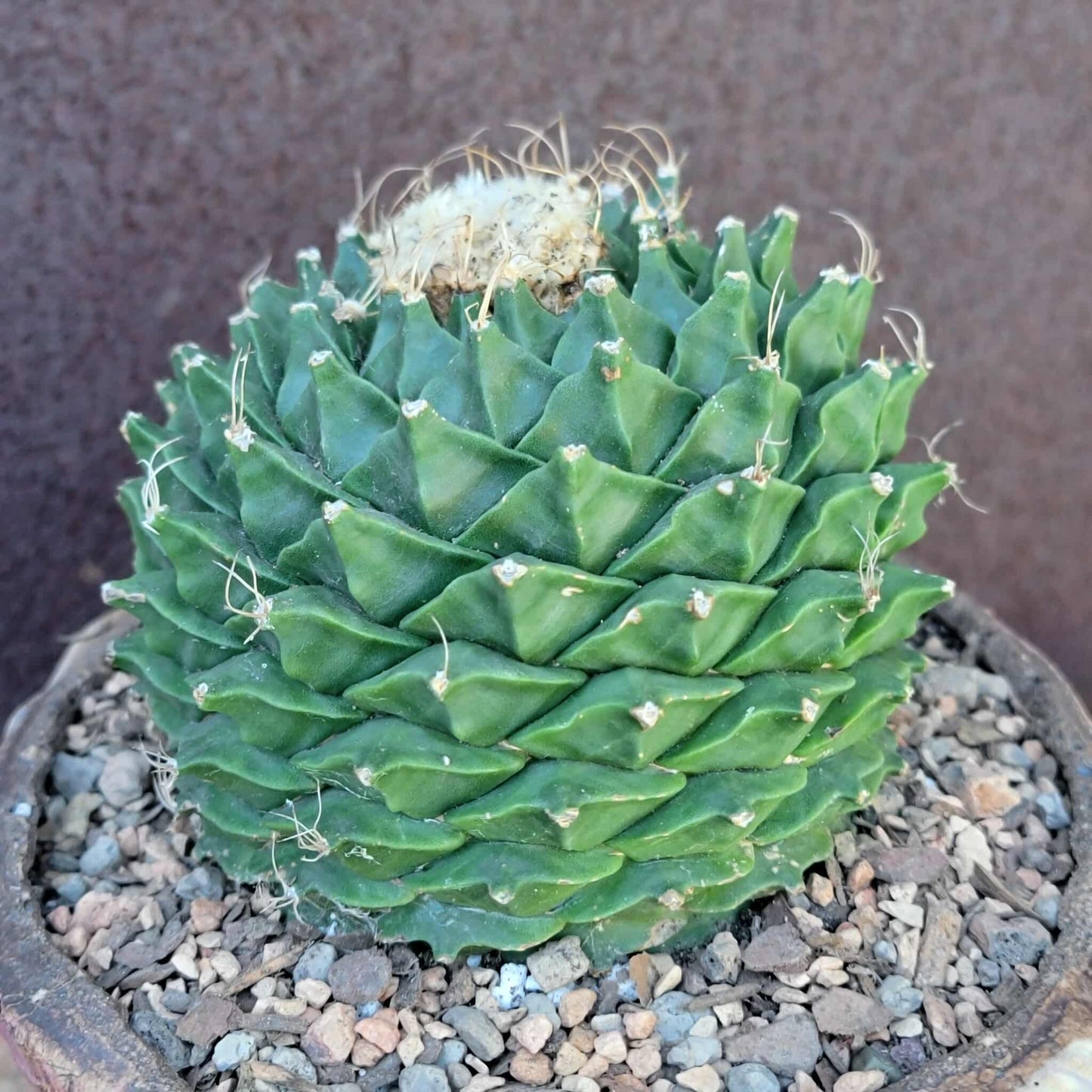 Obregonia denegrii – Artichoke Cactus