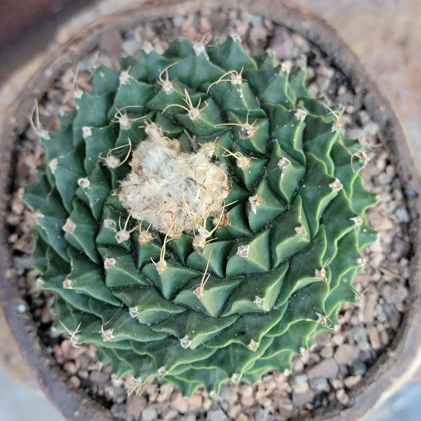 Obregonia denegrii – Artichoke Cactus