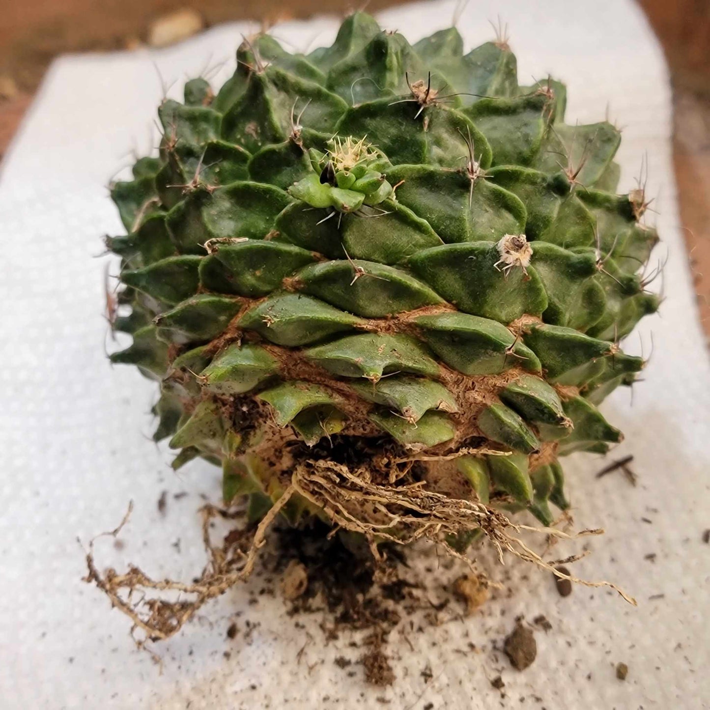 Obregonia denegrii – Artichoke Cactus