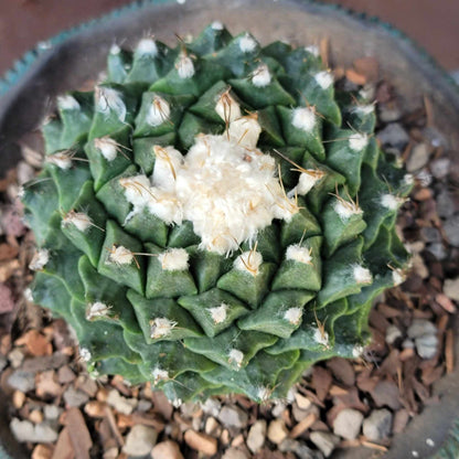 Obregonia denegrii – Artichoke Cactus