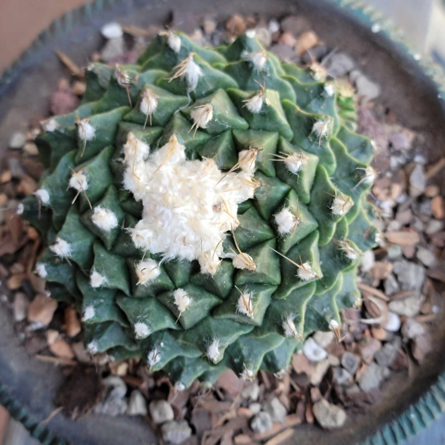 Obregonia denegrii – Artichoke Cactus