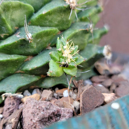 Obregonia denegrii – Artichoke Cactus