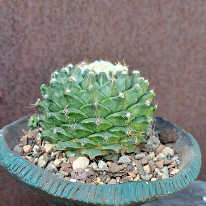 Obregonia denegrii – Artichoke Cactus