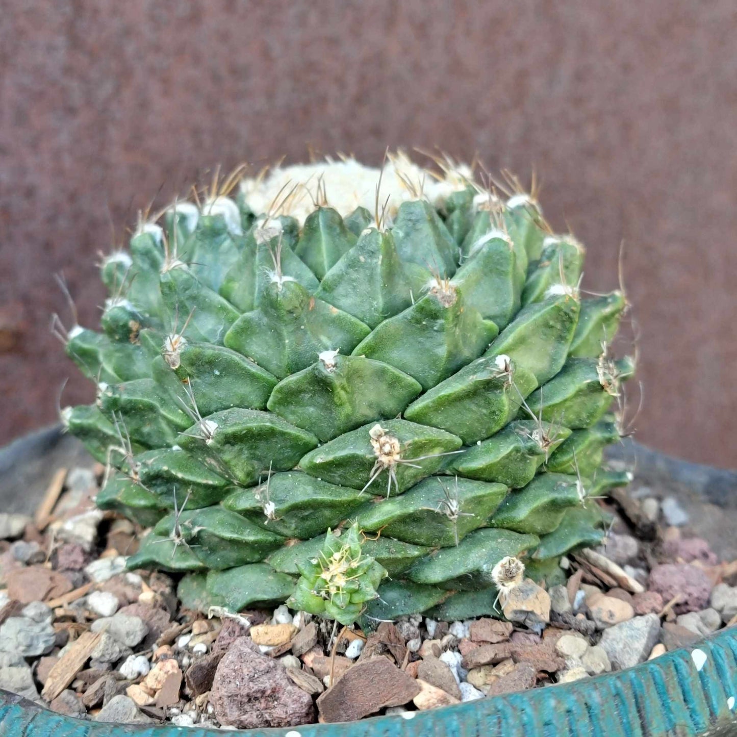 Obregonia denegrii – Artichoke Cactus