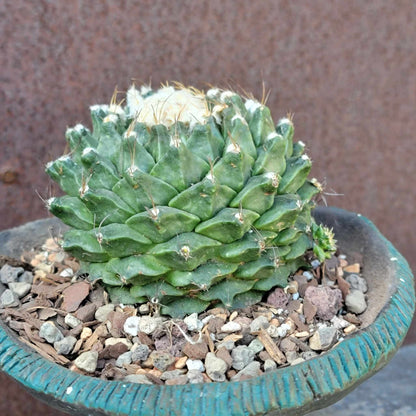 Obregonia denegrii – Artichoke Cactus