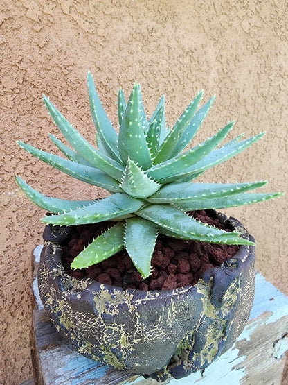 Handmade Pottery  -  Obsidian Basin No. 5