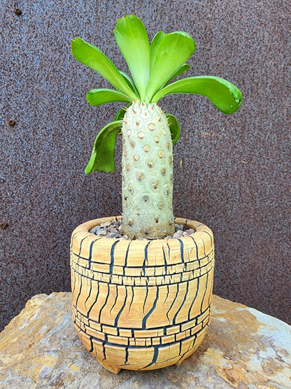 Handmade Pottery