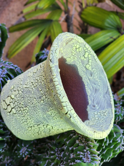 Handmade Pottery  -  Celadon Bloom Vessel No. 30