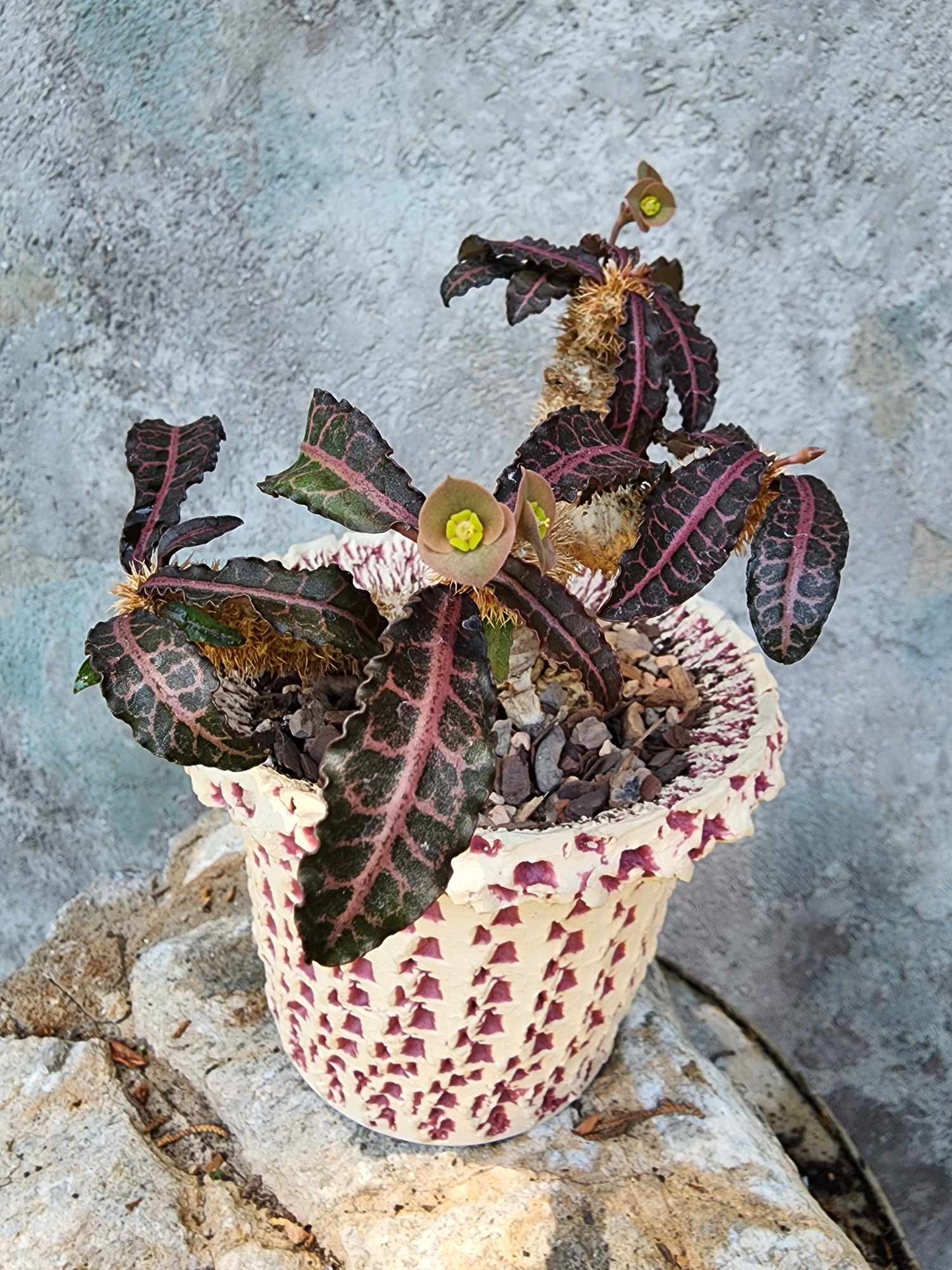 Handmade Pottery  -  Desert Lattice Planter No. 6