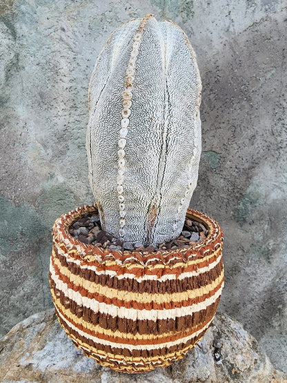 Handmade Pottery  -  Sedona Coil Bowl No. 18