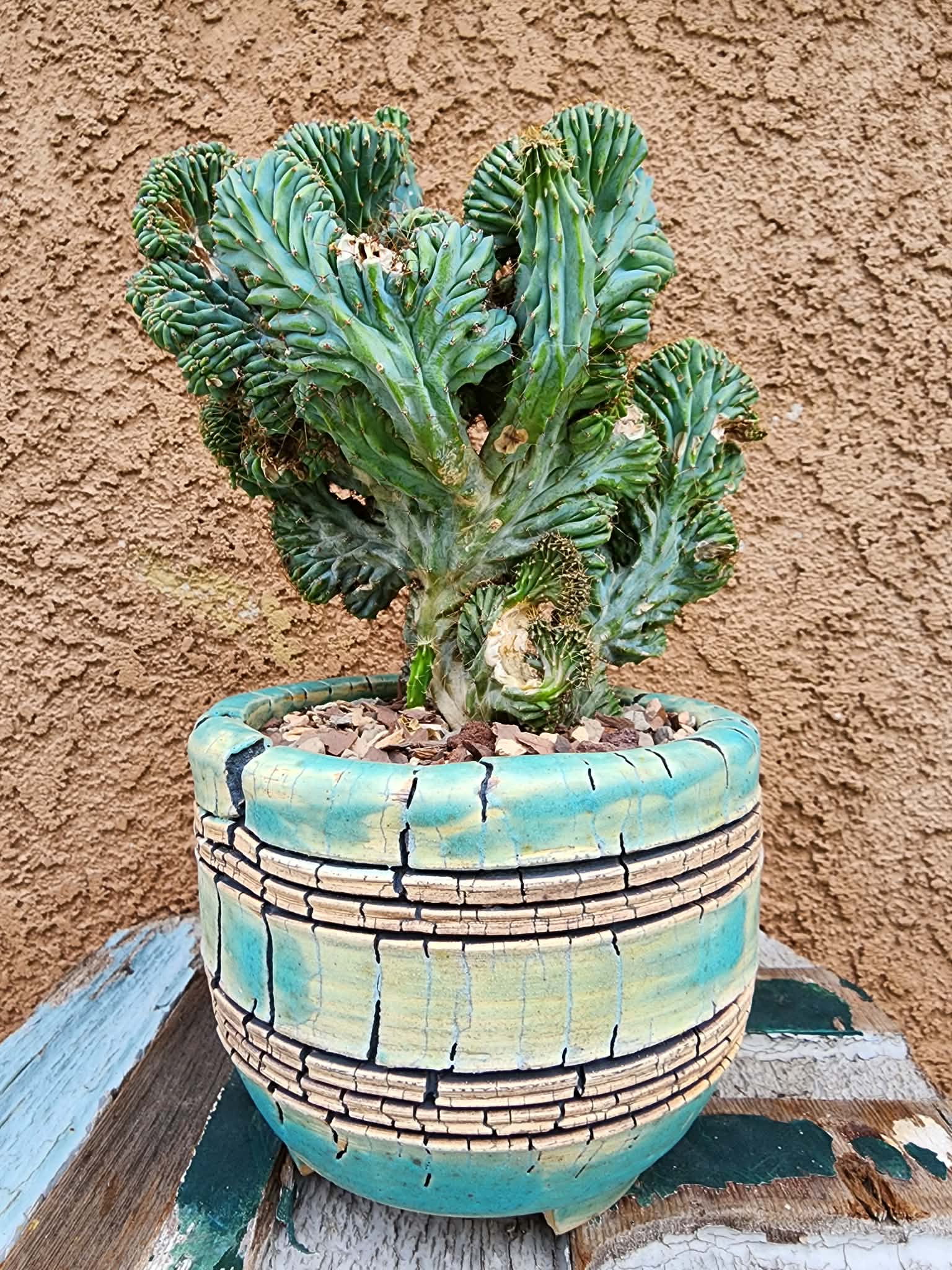 Myrtillocactus geometrizans f. cristata – Crested Blue Myrtle collector cactus specimen
