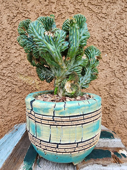 Myrtillocactus geometrizans f. cristata – Crested Blue Myrtle collector cactus specimen
