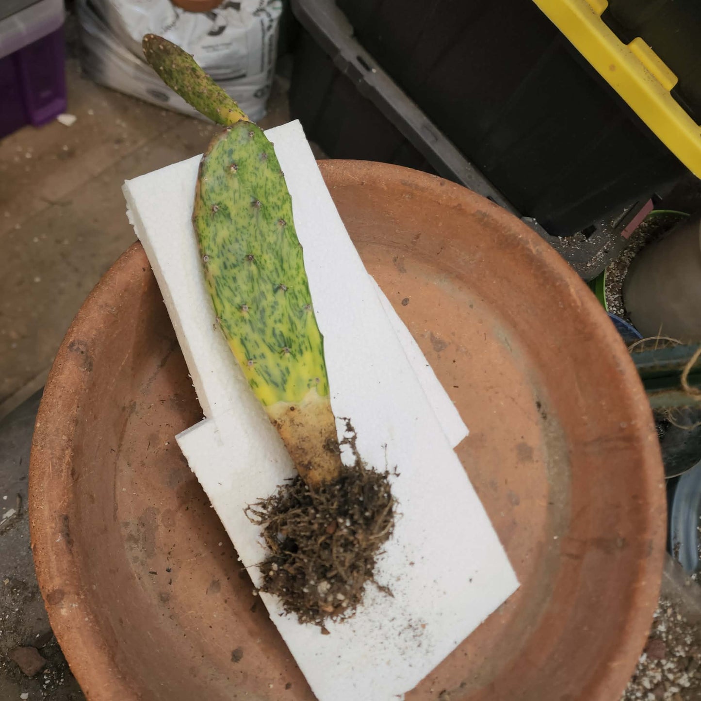 Opuntia Cochenillifera ‘Sunburst’ Variegata