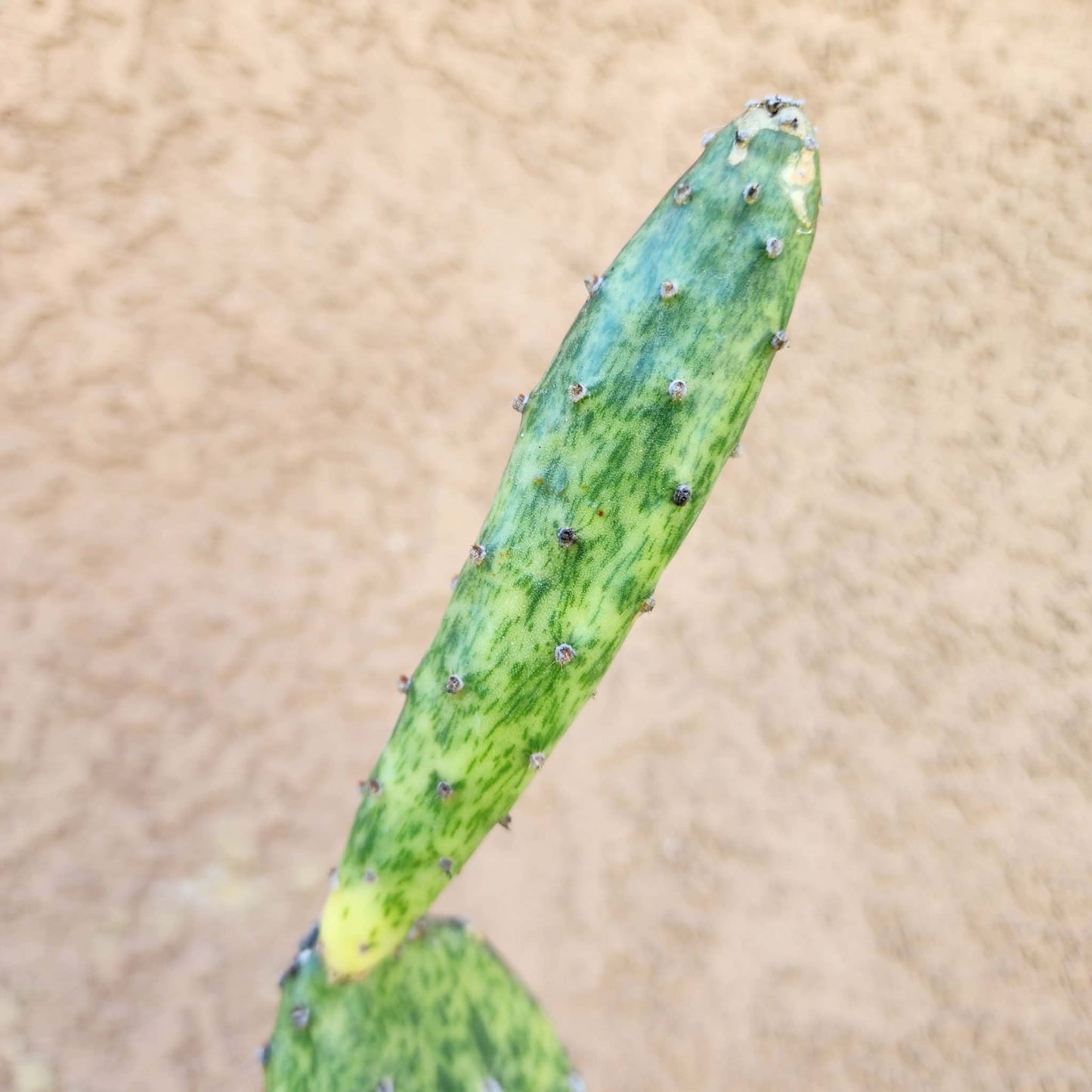 Opuntia Cochenillifera ‘Sunburst’ Variegata