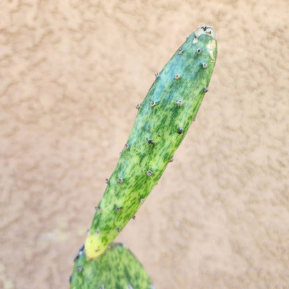 Opuntia Cochenillifera ‘Sunburst’ Variegata