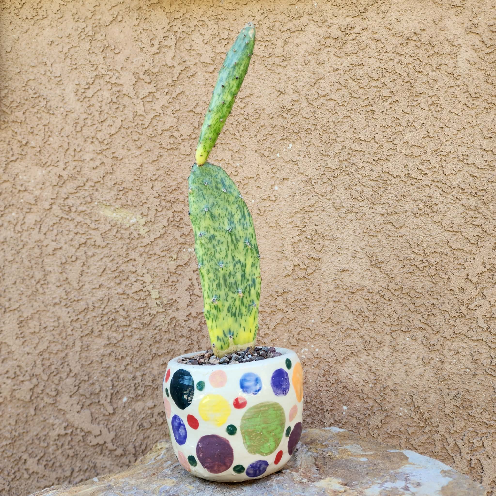 Opuntia Cochenillifera Sunburst Variegata