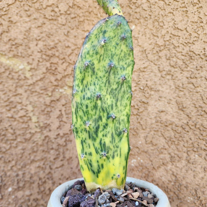 Opuntia Cochenillifera ‘Sunburst’ Variegata