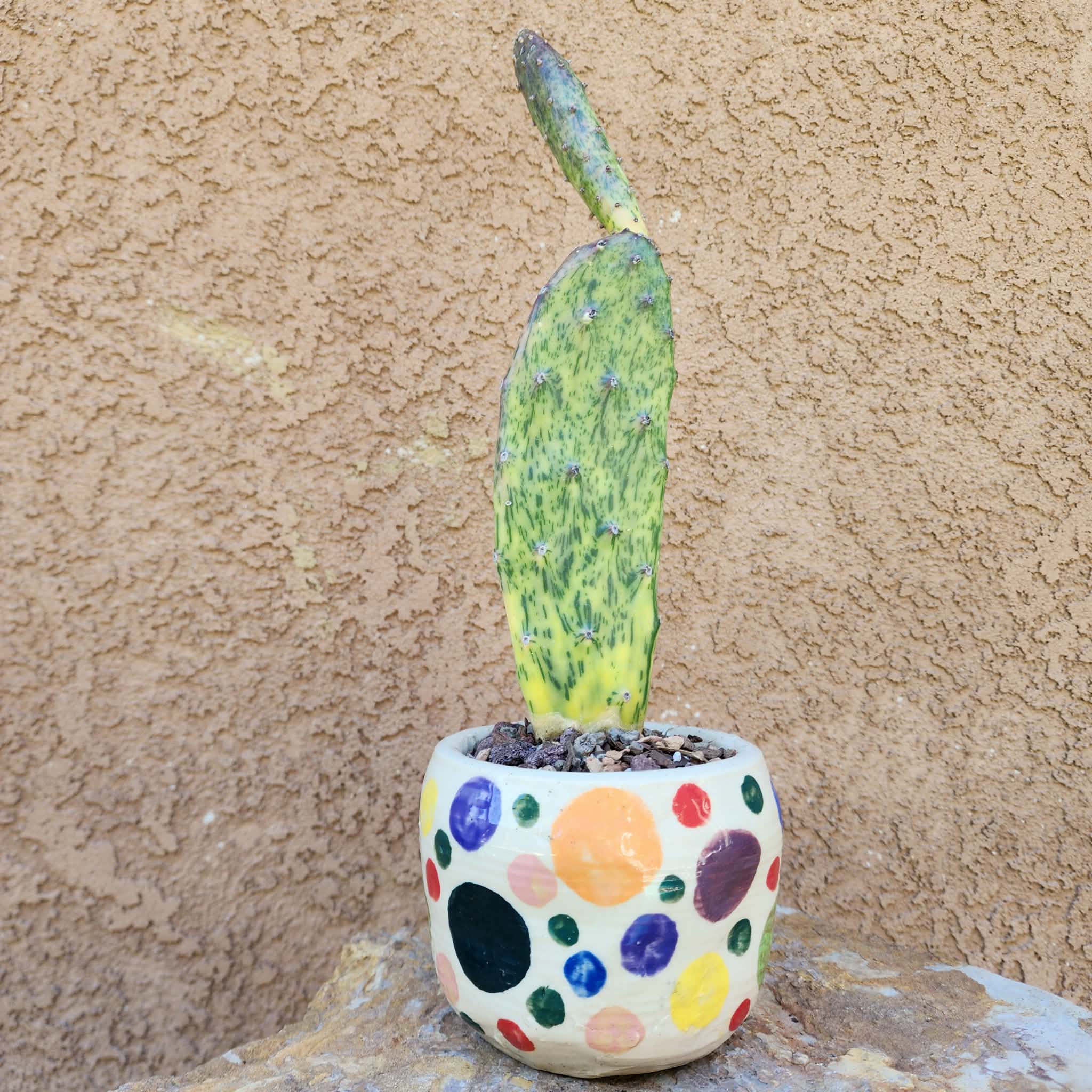 Opuntia Cochenillifera Sunburst Variegata - Thumbnail 2