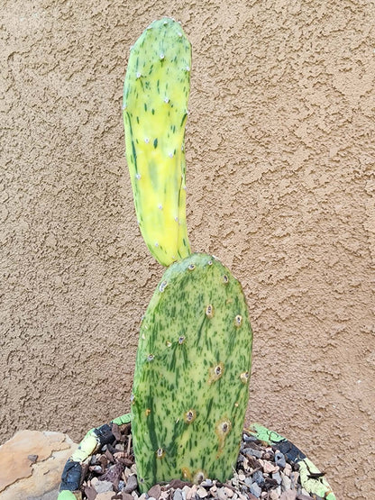 Opuntia Cochenillifera ‘Sunburst’ Variegata