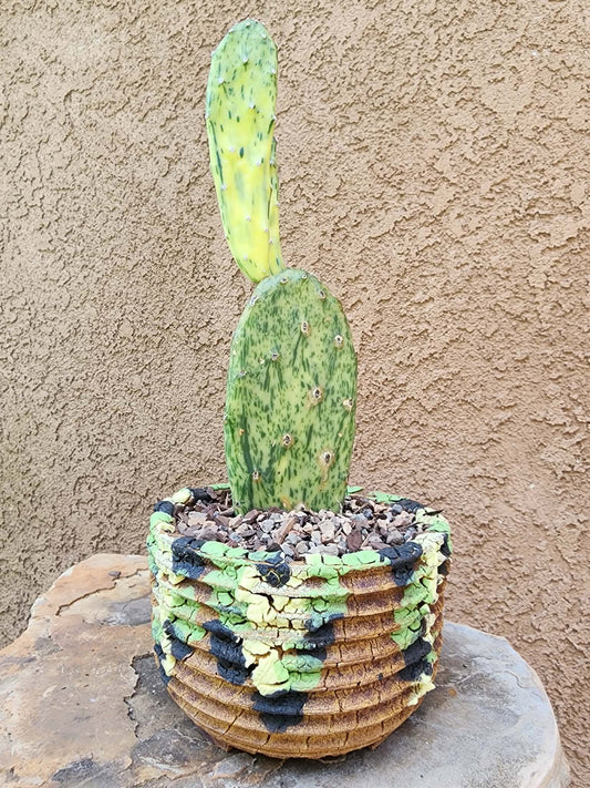Opuntia Cochenillifera ‘Sunburst’ Variegata