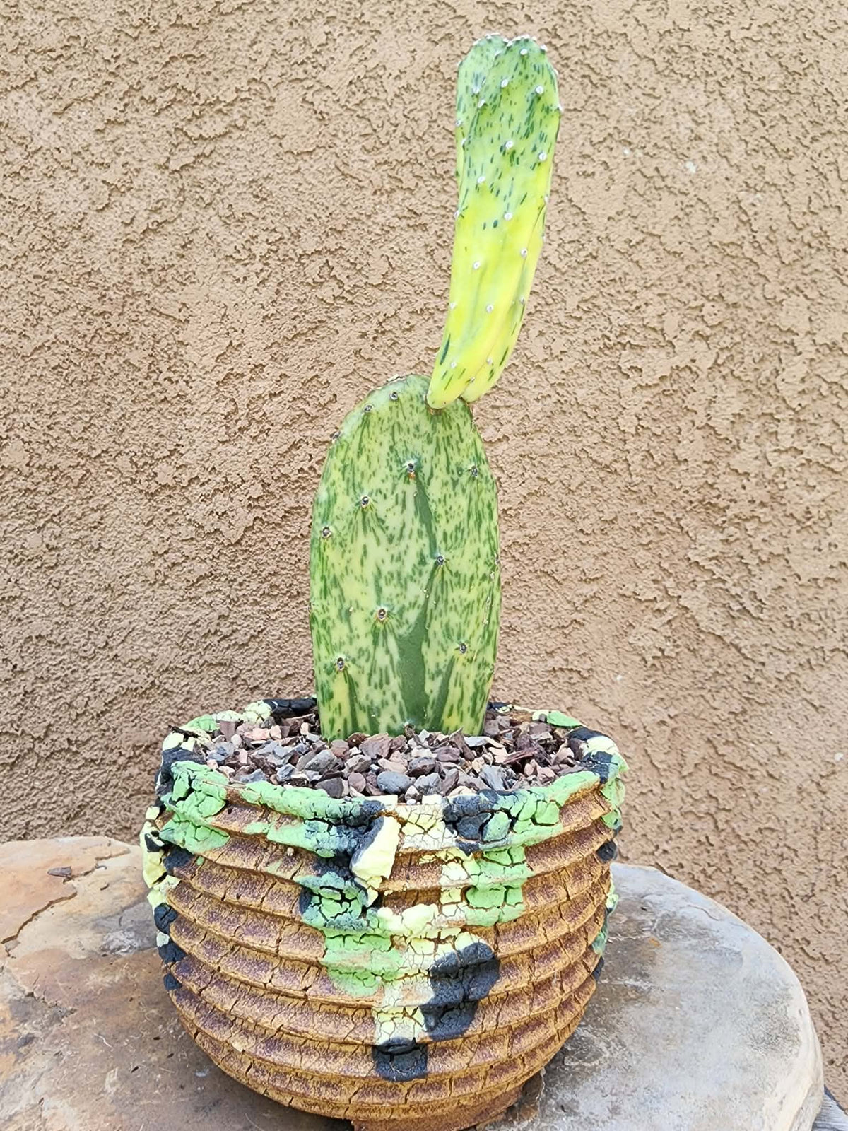 Opuntia Cochenillifera ‘Sunburst’ Variegata
