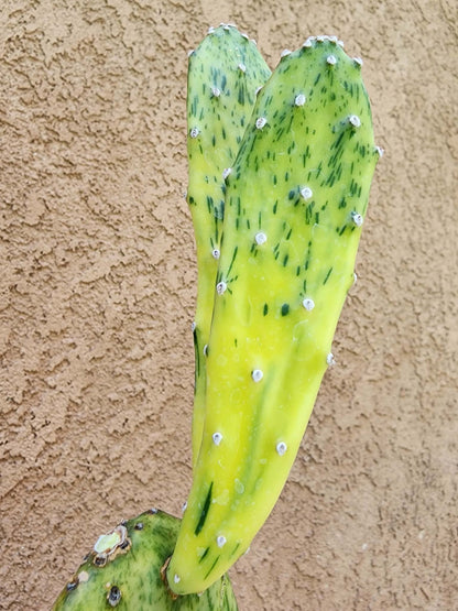 Opuntia Cochenillifera ‘Sunburst’ Variegata