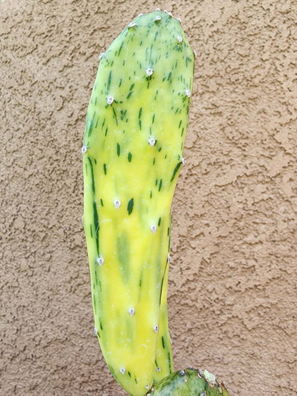 Opuntia Cochenillifera ‘Sunburst’ Variegata