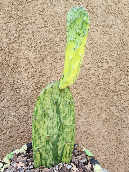 Opuntia Cochenillifera ‘Sunburst’ Variegata