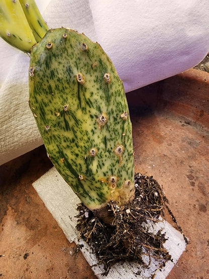 Opuntia Cochenillifera ‘Sunburst’ Variegata