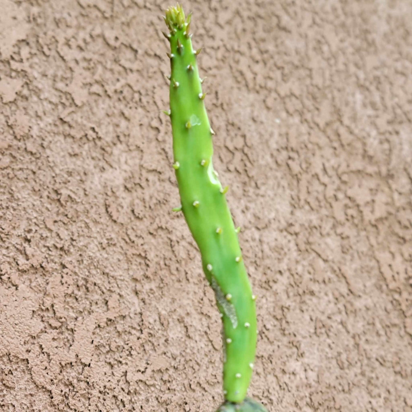 Opuntia Cochenillifera ‘Sunburst’ Variegata