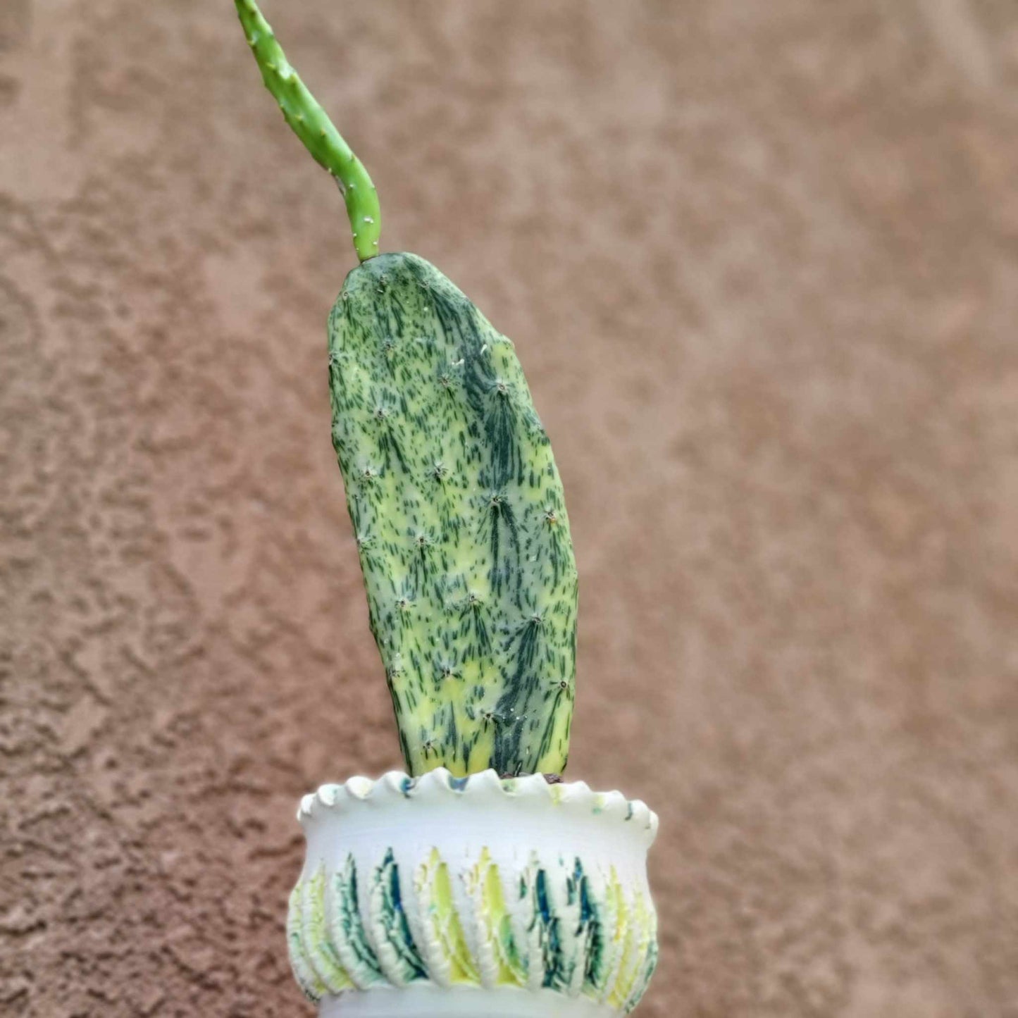 Opuntia Cochenillifera ‘Sunburst’ Variegata
