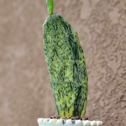 Opuntia Cochenillifera ‘Sunburst’ Variegata