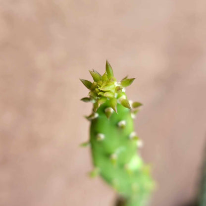 Opuntia Cochenillifera ‘Sunburst’ Variegata