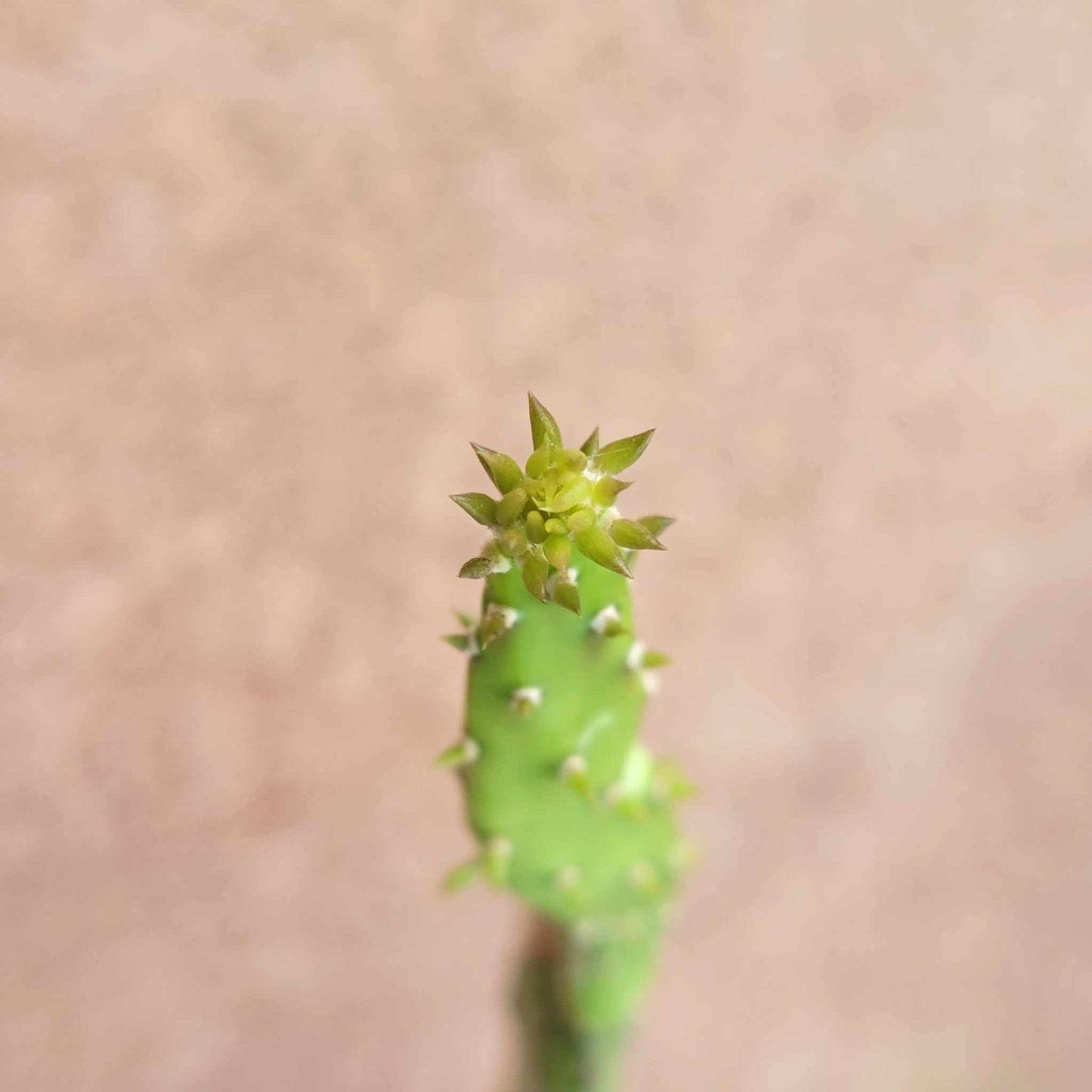 Opuntia Cochenillifera ‘Sunburst’ Variegata