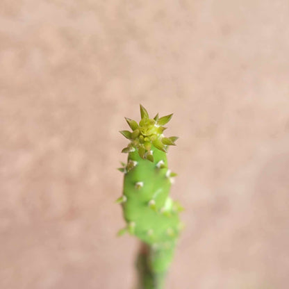 Opuntia Cochenillifera ‘Sunburst’ Variegata