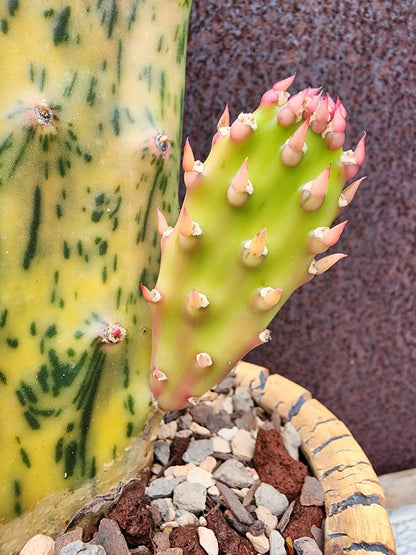 Opuntia Cochenillifera ‘Sunburst’ Variegata