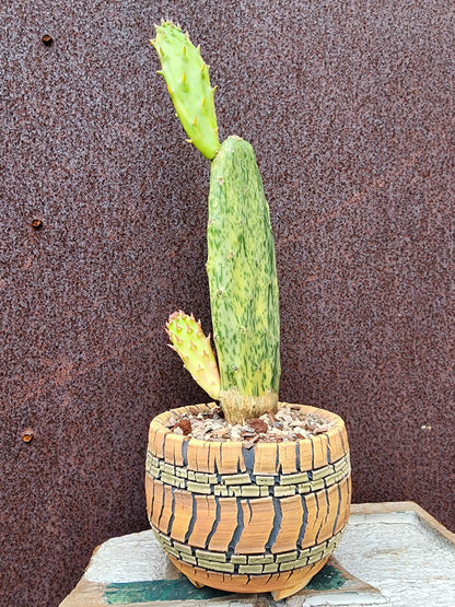 Opuntia Cochenillifera ‘Sunburst’ Variegata