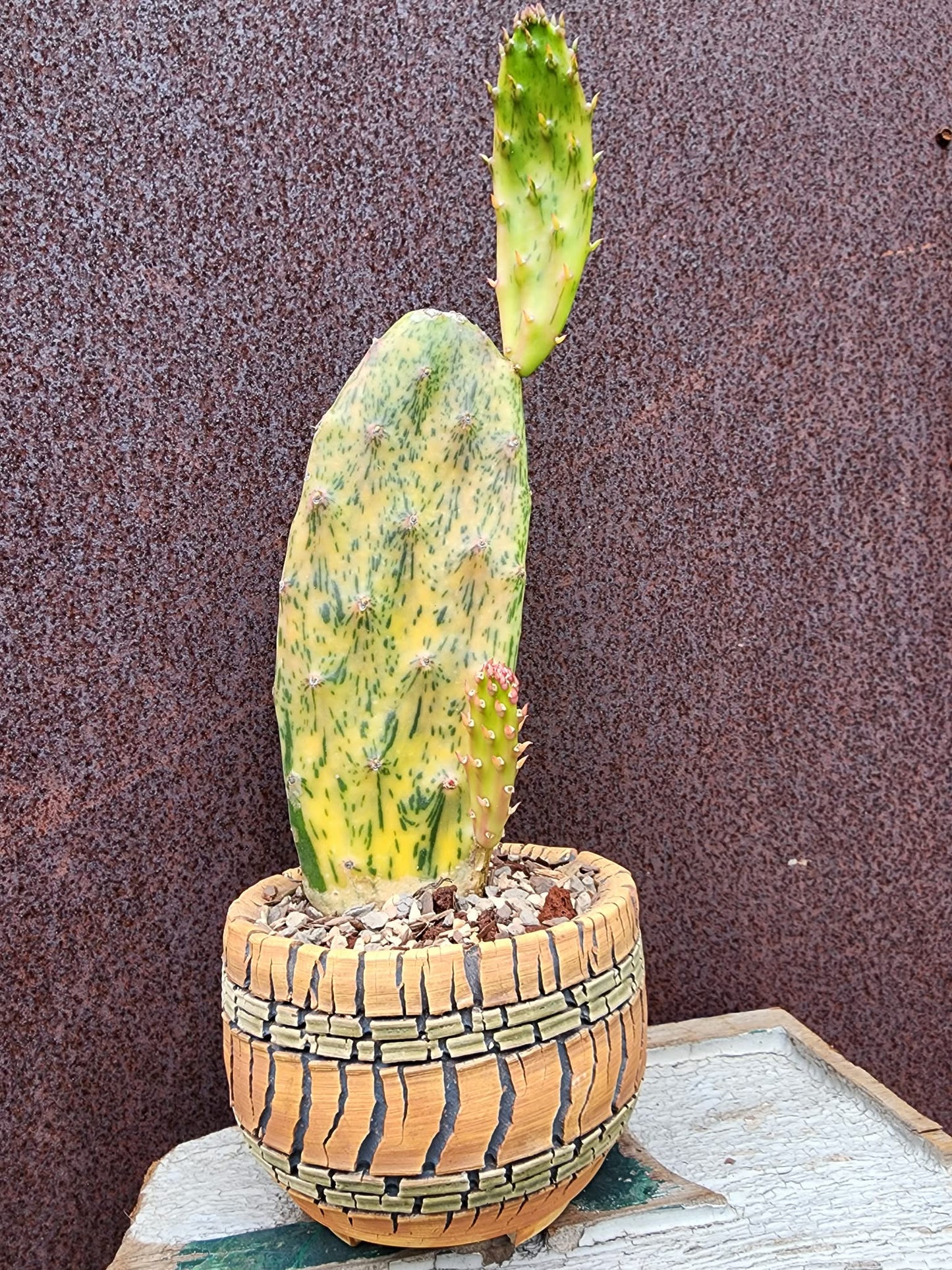 Opuntia Cochenillifera ‘Sunburst’ Variegata