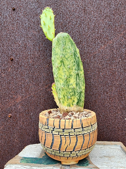 Opuntia Cochenillifera ‘Sunburst’ Variegata