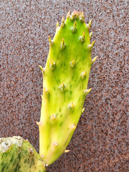 Opuntia Cochenillifera ‘Sunburst’ Variegata