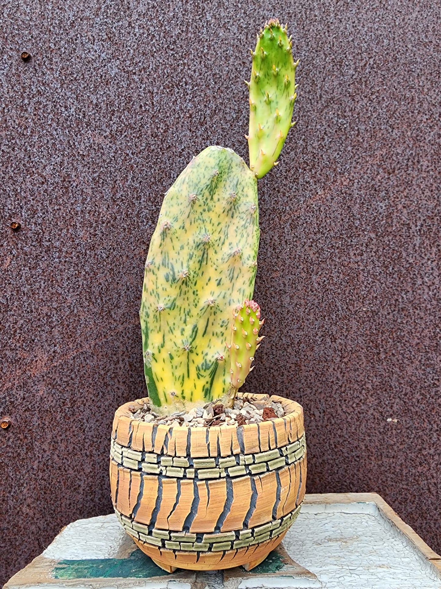 Opuntia Cochenillifera ‘Sunburst’ Variegata