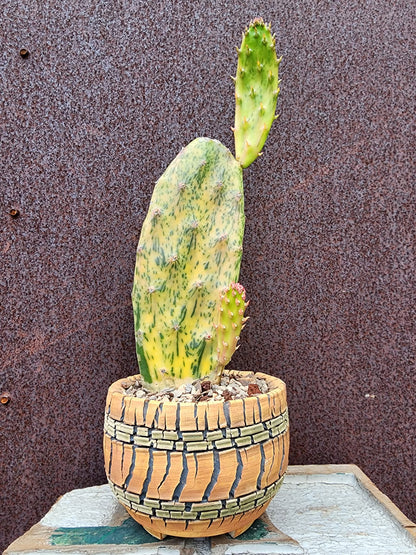 Opuntia Cochenillifera ‘Sunburst’ Variegata