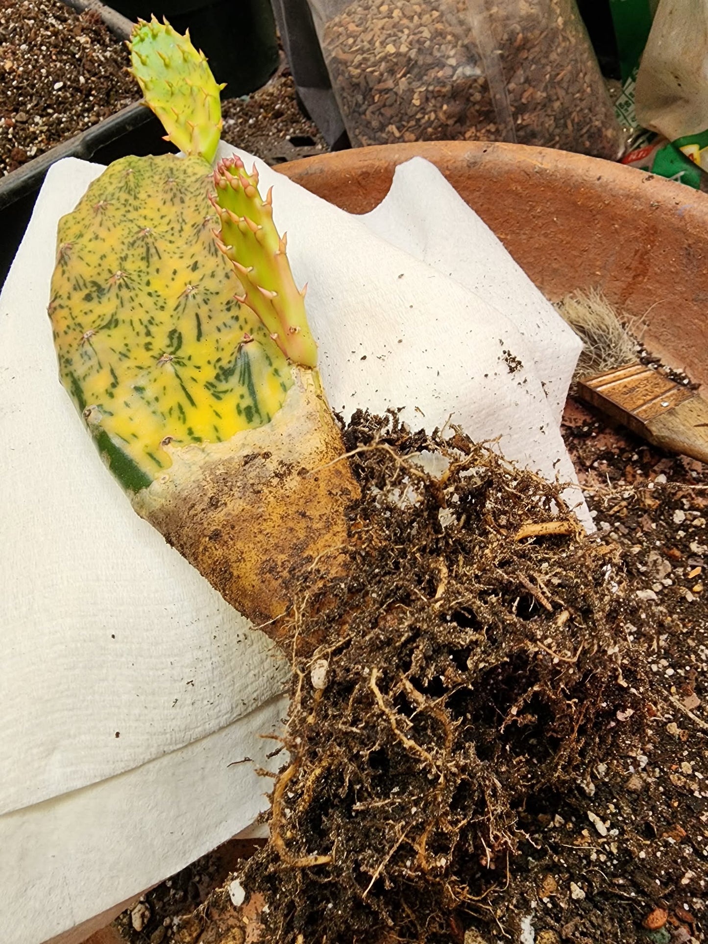 Opuntia Cochenillifera ‘Sunburst’ Variegata