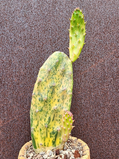 Opuntia Cochenillifera ‘Sunburst’ Variegata collector cactus specimen