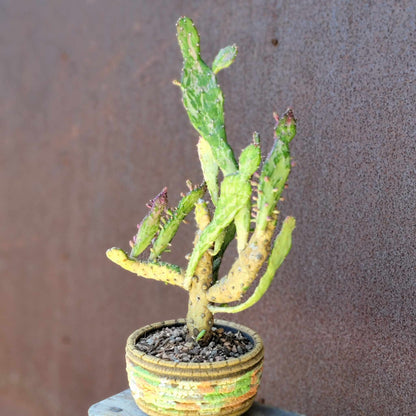 Opuntia monacantha variegata - Variegated Joseph's Coat