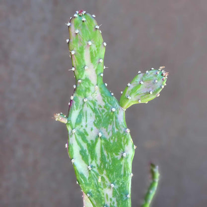 Opuntia monacantha variegata - Variegated Joseph's Coat