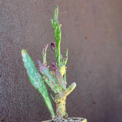 Opuntia monacantha variegata - Variegated Joseph's Coat