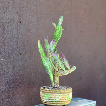 Opuntia monacantha variegata - Variegated Joseph's Coat